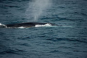 Picture 'Ant1_1_1975 Whale, South Georgia, Antarctica and sub-Antarctic islands'